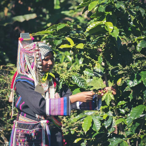 Organic FT Sidamo Natural Oromia GR 4