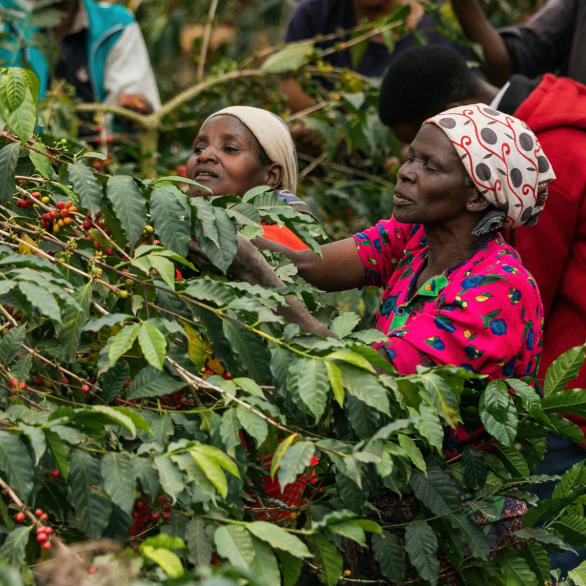Tanzania Peaberry FAQ South - 1 KG