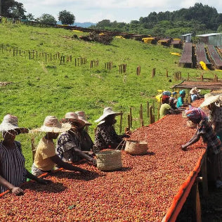 Ethiopian Lekempti GR 5 (Natural) - 1 LB