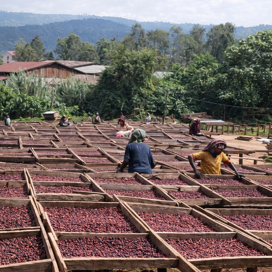 Ethiopia Djimmah Gr 4 (natural)