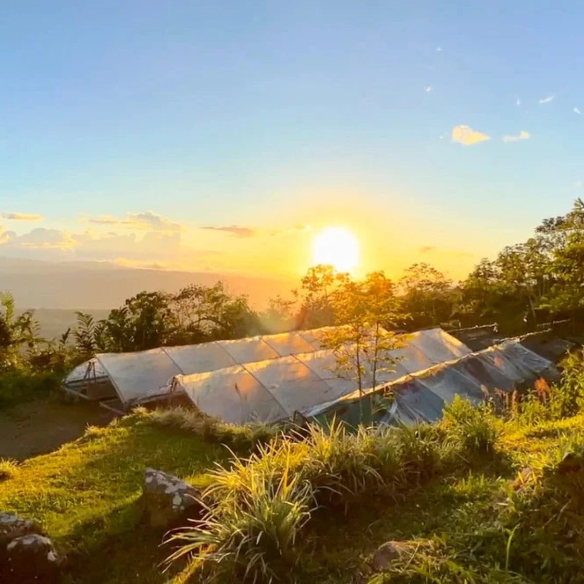 Bourbon Rey – Fully-Washed | Coffea Diversa (Guatemala)