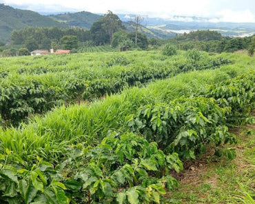 Brazil Santos NY 2’s, SC 17/18