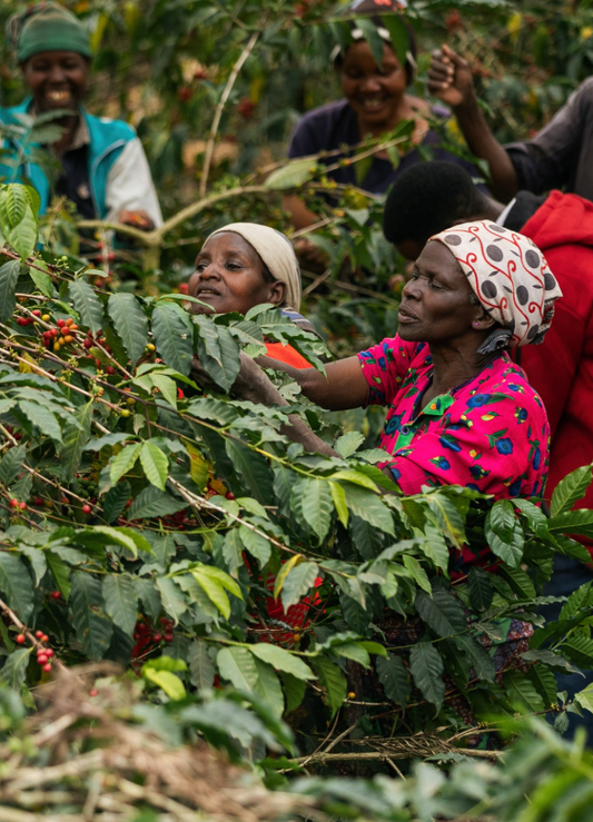 Tanzania Peaberry FAQ South