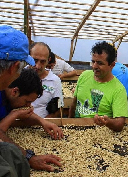 Peru HB MCM GR1 COOPARM (Gpro)