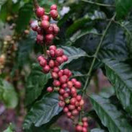 Colombia - El Paraiso Red Plum Castillo - Crop 24-25