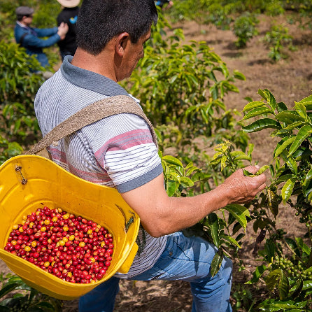 Colombia - El Paraiso Red Plum Castillo - Crop 24-25
